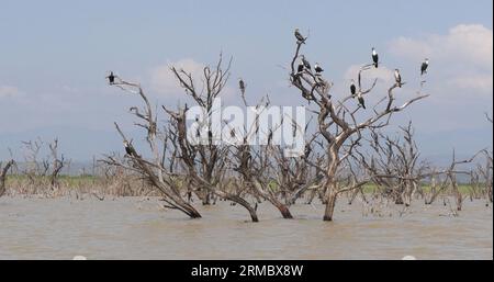 Heronry mit Anhinga, Cormorant und Great Egret, Lake Baringo in Kenia Stockfoto