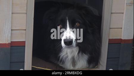 Border Collie Dog in its Dog House, männlich, Picardy in Frankreich Stockfoto