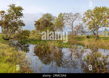 Kleiner See mit Wasserpflanzen und wunderschön umgeben von Bäumen im berühmten Pantanal, dem weltweit größten Süßwasser-Feuchtgebiet - Südamerika Stockfoto