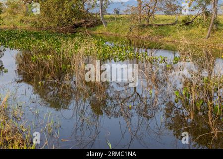 Kleiner See mit Wasserpflanzen und wunderschön umgeben von Bäumen im berühmten Pantanal, dem weltweit größten Süßwasser-Feuchtgebiet - Südamerika Stockfoto