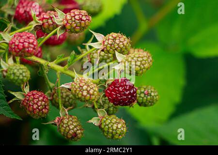 Reifende Brombeere auf Astnaht. Beeren im Garten anbauen. Natürlicher Hintergrund. Beeren nützlich für die Gesundheit. Stockfoto