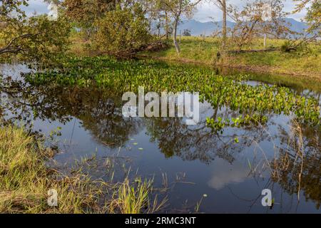 Kleiner See mit Wasserpflanzen und wunderschön umgeben von Bäumen im berühmten Pantanal, dem weltweit größten Süßwasser-Feuchtgebiet - Südamerika Stockfoto