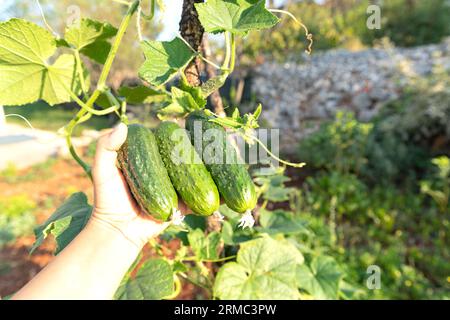 Gurkenernte. Auf dem Bauernhof wachsen Gurken. Blätter, Blüten und Früchte von Gurken. Stockfoto