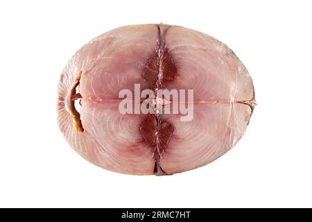 Weißer thun oder thunnus alalunga oder Langflossenthun, nicht zubereitetes Fischsteak, isoliert auf weiß. Bonito del norte flach legen. Stockfoto