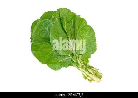 Bündel von Kohlblättern isoliert auf weiß. Loseblättrige Sorte von Brassica oleracea. Grünes Gemüse. Berza Greens. Stockfoto