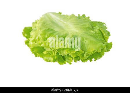 Grüne Salatblätter mit gelocktem Salat, die für die Verwendung im Sandwich isoliert auf weiß angeordnet sind. Hamburger Gemüsezutat. Stockfoto