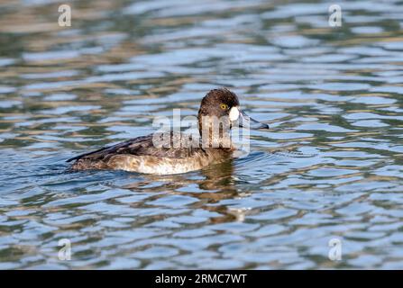 Eine kleine Scaup-Ente aus nächster Nähe, die im Frühjahr in einem See schwimmt. Stockfoto