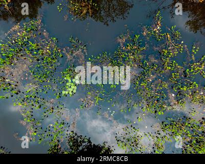 Nahaufnahme von hellgrünen Blättern, die durch die Wasseroberfläche im berühmten Pantanal wachsen, dem weltweit größten Süßwasser-Feuchtgebiet Stockfoto
