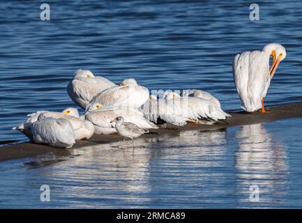 Eine Gruppe von amerikanischen weißen Pelicans, die sich auf einer schmalen Halbinsel inmitten eines Sees im Cherry Creek State Park, Colorado, sonnen und ruhen. Stockfoto