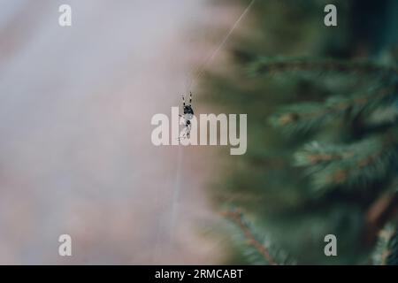 Nahaufnahme der Spinne, die an Seide hängt. Wilde Fauna und Insekten, Spinnenjagd Stockfoto