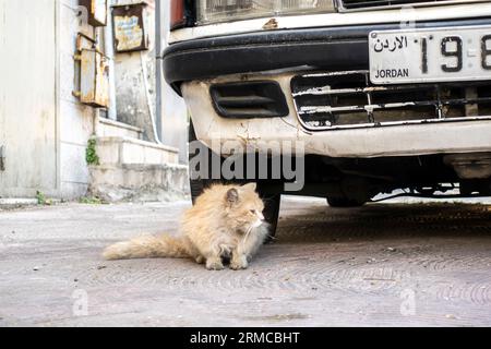 Straßenkatze versteckt sich vor der Hitze unter dem Auto mit einem Jordan-Schild Stockfoto