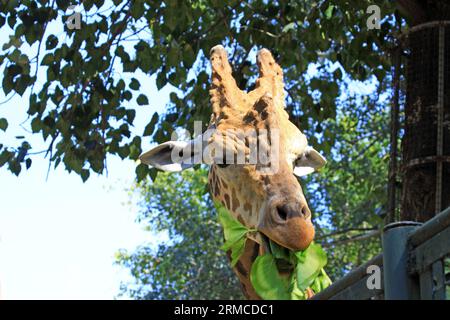 Entzückende Giraffe im Pekinger Zoo, china Stockfoto