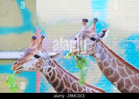 Entzückende Giraffe im Pekinger Zoo, china Stockfoto