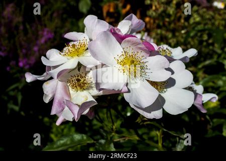 Rosa moschata, die Moschusrose, ist eine Rosenart, die seit langem kultiviert wird. Seine wilden Ursprünge sind ungewiss, aber man vermutet, dass sie in der liegen Stockfoto