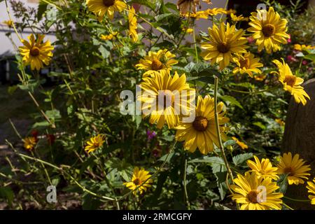 Heliopsis helianthoides ist eine Art blühender Pflanzen aus der Familie der Asteraceae, bekannt unter den gemeinsamen Namen raue Ochsenauge, glatte Ochsenauge und falscher Sonnenflo Stockfoto