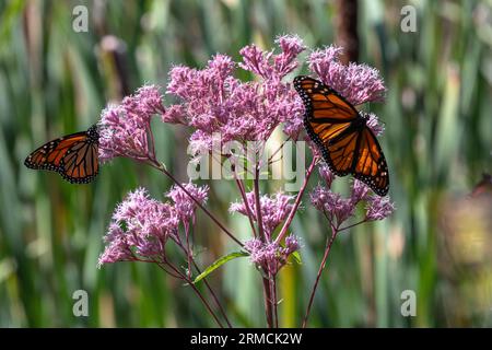 Monarchfalter (Danaus plexippus) flippen zwischen einem Stand von purpurrotem Joe-Pye-Gras (Eutrochium purpureum). Die Zugfalter sind gefährdet Stockfoto