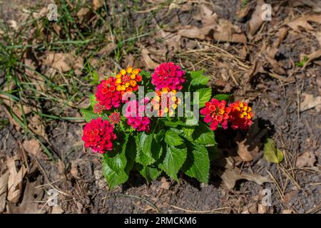 Aus nächster Nähe sehen Sie die kleinen roten und gelben Blumen der lantana Camara, die in einem sonnigen Garten blühen. Stockfoto