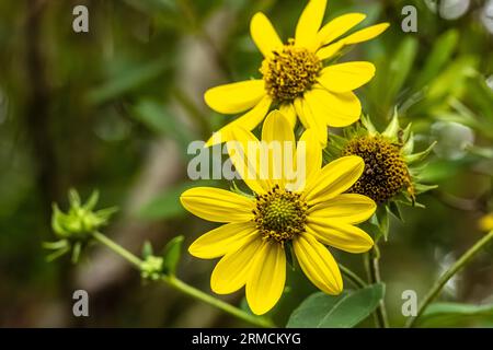 Leuchtend gelbe Sonnenblumen wachsen aus dem Canyon im Providence Canyon State Park in Lumpkin, Georgia. (USA) Stockfoto