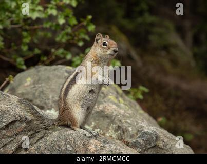 Schwangerer Chipmunk im Rocky Mountain National Park Stockfoto