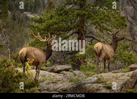 Bull Elk im Rocky Mountain National Park von Colorado Stockfoto