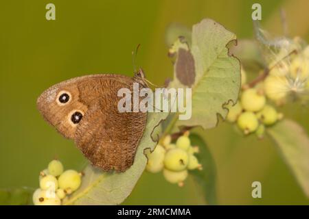 Common Wood-Nymphe (Cercyonis pegala), Lee Metcalf National Wildlife Refuge, Montana Stockfoto