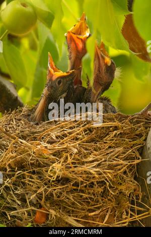 robin (Turdus migratorius) Nest, Marion County, Oregon Stockfoto