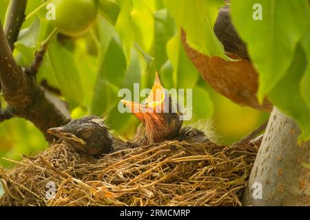 robin (Turdus migratorius) Nest, Marion County, Oregon Stockfoto