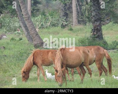 Wilde Pferde und Esel in Mannar, Sri Lanka. Besuchen Sie Sri Lanka. Stockfoto