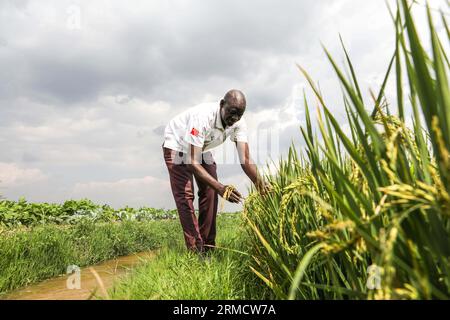 Butaleja, Uganda. August 2023. Robert Sagura, ein Reisbauer, zeigt eine hybride Reisfarm während eines Feldbesuchs auf der Doho II Reisfarm in Butaleja, Ost-Uganda, am 15. August 2023. ZU „Feature: Chinese Know-how hilft ugandischen Reisbauern, Produktion und Einkommen zu steigern“ Kredit: Hajarah Nalwadda/Xinhua/Alamy Live News Stockfoto