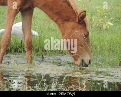 Wilde Pferde und Esel in Mannar, Sri Lanka. Besuchen Sie Sri Lanka. Stockfoto