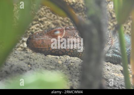 Los Angeles, Kalifornien, USA 24. August 2023 Caiman Lizard in Rainforest of the Americas im LA Zoo am 24. August 2023 in Los Angeles, Kalifornien, USA. Foto von Barry King/Alamy Stock Photo Stockfoto