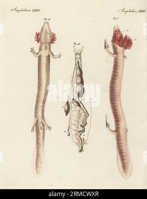 OLM oder Proteus, Proteus anguinus, verwundbar. Dorsale I, ventrale II und innere Organe III Handkolorierter Kupferstich aus Carl Bertuchs Bilderbuch fur Kinder, Weimar, 1815. Eine 12-bändige Enzyklopädie für Kinder, illustriert mit fast 1.200 gravierten Platten über Naturgeschichte, Wissenschaft, Kostüm, Mythologie usw., veröffentlicht von 1790-1830. Stockfoto