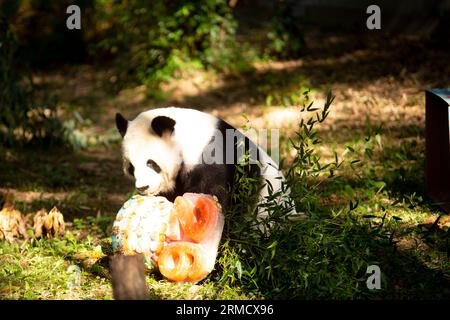 Washington, USA. 28. August 2023. Riesen-Panda Tian Tian genießt am 27. August 2023 im Smithsonian's National Zoo in Washington, DC, USA, einen Eiskuchen. Der Riesenpanda Tian Tian feierte am Sonntag seinen 26. Geburtstag im Zoo. Quelle: Winstead Barnes/Xinhua/Alamy Live News Stockfoto