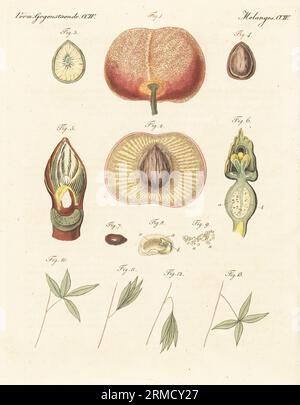 Entwicklung, Vermehrung und Bewegung in Pflanzen. Kirsche 1 und Abschnitt mit Fleisch und Stein 2, Abschnitt von Pip 3, Wand in Pip Shell 4, Anatomie einer Rosskastanienblüte 5, Kürbissamen 6, Bohnensamen 7-9 und Blattbewegung einer empfindlichen Pflanze Mimosa oudica 10-13 Handkolorierter Kupferstich aus Carl Bertuchs Bilderbuch fur Kinder, Weimar, 1815. Eine 12-bändige Enzyklopädie für Kinder, illustriert mit fast 1.200 gravierten Platten über Naturgeschichte, Wissenschaft, Kostüm, Mythologie usw., veröffentlicht von 1790-1830. Stockfoto