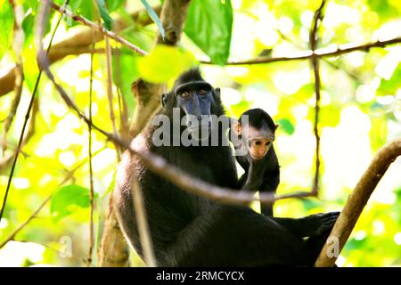 Ein Celebes-Makaken (Macaca nigra) kümmert sich um ein Kind, das auf einem Baum im Tangkoko-Wald in Nord-Sulawesi, Indonesien, ruht. Klimawandel und Krankheiten stellen eine neue Bedrohung für Primaten dar, während Makaken mit Hauben zu den 10 % der Primatenarten gehören, die besonders anfällig für Dürren sind. Ein kürzlich erschienener Bericht zeigte, dass die Temperatur im Tangkoko-Wald tatsächlich steigt und der Fruchtbestand insgesamt zurückgeht. Macaca nigra gilt als eine Schlüsselart in ihrem Lebensraum, eine wichtige "Dachart" für den Erhalt der biologischen Vielfalt. Stockfoto