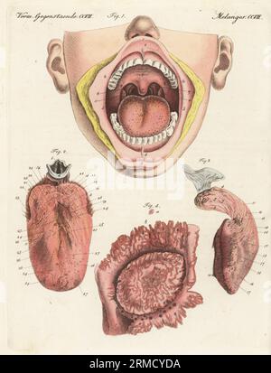 Anatomie des menschlichen Geschmackssinnes. Mundhöhle mit Lippen, Gaumen, Zähnen, Uvula, Zunge 1, Zunge und Epiglottis 2, rechte Seite der Zunge 3, und Geschmacksknospe vergrößert 4. Der Geschmack, le Gicht. Handkolorierter Kupferstich aus Carl Bertuchs Bilderbuch fur Kinder, Weimar, 1815. Eine 12-bändige Enzyklopädie für Kinder, illustriert mit fast 1.200 gravierten Platten über Naturgeschichte, Wissenschaft, Kostüm, Mythologie usw., veröffentlicht von 1790-1830. Stockfoto