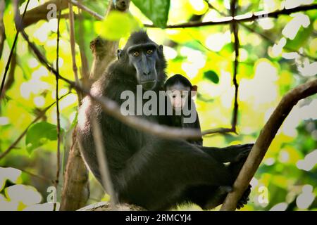 Ein Celebes-Makaken (Macaca nigra) kümmert sich um ein Kind, das auf einem Baum im Tangkoko-Wald in Nord-Sulawesi, Indonesien, ruht. Klimawandel und Krankheiten stellen eine neue Bedrohung für Primaten dar, während Makaken mit Hauben zu den 10 % der Primatenarten gehören, die besonders anfällig für Dürren sind. Ein kürzlich erschienener Bericht zeigte, dass die Temperatur im Tangkoko-Wald tatsächlich steigt und der Fruchtbestand insgesamt zurückgeht. Macaca nigra gilt als eine Schlüsselart in ihrem Lebensraum, eine wichtige "Dachart" für den Erhalt der biologischen Vielfalt. Stockfoto