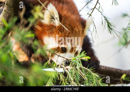 Roter Pandabär klettert auf einen Baum. Nahaufnahme eines seltenen roten Pandas Stockfoto