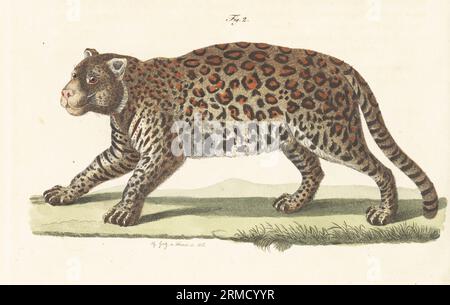 Jaguar, Panthera onca, in Mittel- und Südamerika beheimatet, bei den indigenen Völkern als yaguara oder Jaguarete bekannt. Le jaguar, Felis onza. Handkolorierter Kupferstich von Th. Goetz aus Carl Bertuchs Bilderbuch fur Kinder, Weimar, 1815. Eine 12-bändige Enzyklopädie für Kinder, illustriert mit fast 1.200 gravierten Platten über Naturgeschichte, Wissenschaft, Kostüm, Mythologie usw., veröffentlicht von 1790-1830. Stockfoto