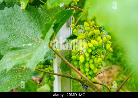 Ein großer Haufen grüner Trauben kommt aus der Nähe. Fruchtbare Weinberge auf der Heimplantage nach Regen in Wassertropfen Stockfoto