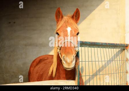 Braune Pferde in der Scheune in einem Zoo, nordchina Stockfoto