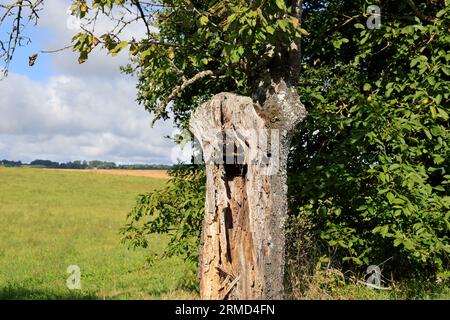 Landwirtschaft, Natur, Umweltschutz, tourismus und Ruralité. Paysage de campagne du Limousin vu depuis la Route. Corrèze, Limousin, Frankreich, Europa Stockfoto