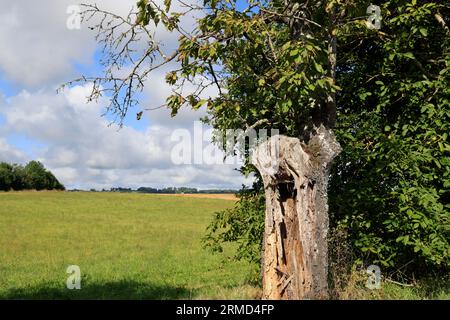 Landwirtschaft, Natur, Umweltschutz, tourismus und Ruralité. Paysage de campagne du Limousin vu depuis la Route. Corrèze, Limousin, Frankreich, Europa Stockfoto