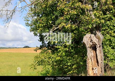 Landwirtschaft, Natur, Umweltschutz, tourismus und Ruralité. Paysage de campagne du Limousin vu depuis la Route. Corrèze, Limousin, Frankreich, Europa Stockfoto