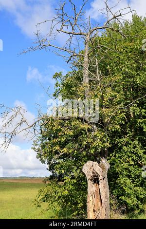 Landwirtschaft, Natur, Umweltschutz, tourismus und Ruralité. Paysage de campagne du Limousin vu depuis la Route. Corrèze, Limousin, Frankreich, Europa Stockfoto