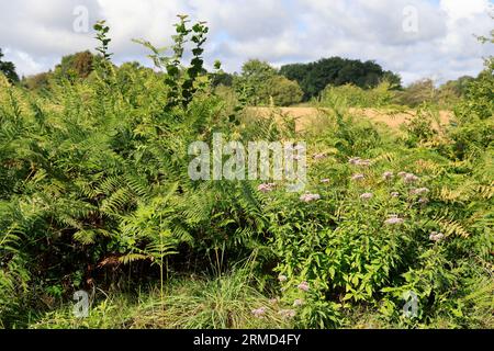 Landwirtschaft, Natur, Umweltschutz, tourismus und Ruralité. Paysage de campagne du Limousin vu depuis la Route. Corrèze, Limousin, Frankreich, Europa Stockfoto