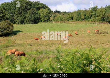 Landwirtschaft, Natur, Umweltschutz, tourismus und Ruralité. Paysage de campagne du Limousin vu depuis la Route. Corrèze, Limousin, Frankreich, Europa Stockfoto