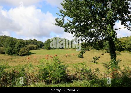 Landwirtschaft, Natur, Umweltschutz, tourismus und Ruralité. Paysage de campagne du Limousin vu depuis la Route. Corrèze, Limousin, Frankreich, Europa Stockfoto