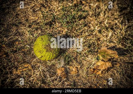 Maclura pomifera-Frucht auf dem Boden im Herbst Stockfoto