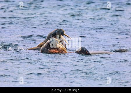 Walrosse mit großen Stoßzähnen im Meer Stockfoto